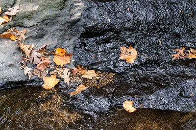 High angle view of autumn leaves in lake