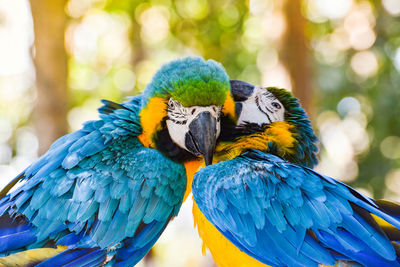 Close-up of parrot perching on branch