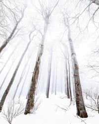 Bare trees on snow covered land