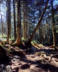 Trees in forest