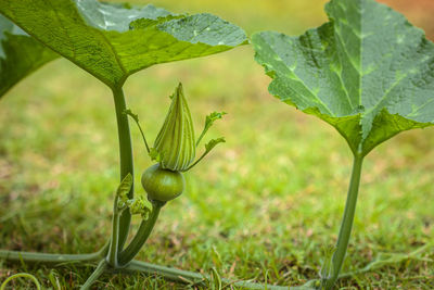 Close-up of fruit growing on field