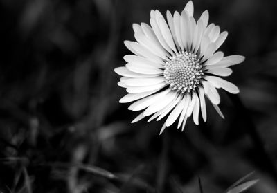 Close-up of flower blooming outdoors