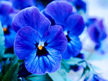 Close-up of insect on purple flower