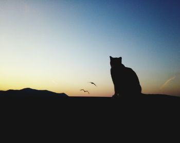 Silhouette cat sitting against sky during sunset