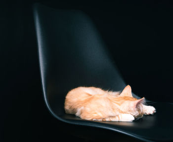 High angle view of cat sleeping against black background