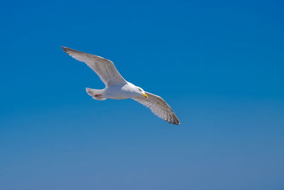 Low angle view of seagull flying