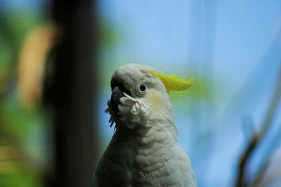 Yellow crested cockatoo with blue sky background