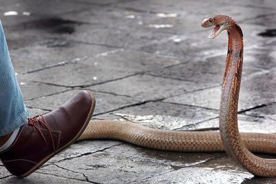 Snake attacking human foot