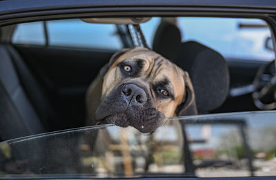 Close-up of dog in car