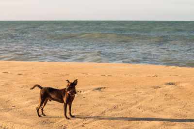 Beach dog.