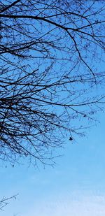 Low angle view of bare tree against clear blue sky