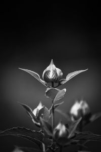 Close-up of wilted flower plant
