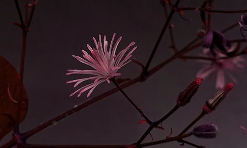 Close-up of pink flowers on branch