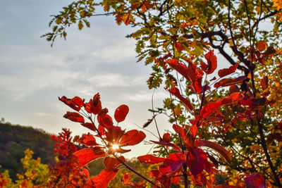 Close-up of red flowering plant against sky