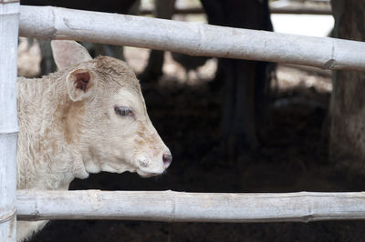 Side view of calf by fence at farm