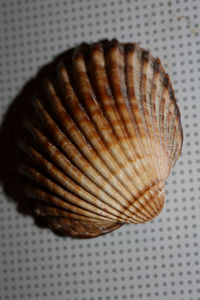 Close-up of seashell on table