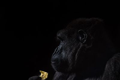 Close-up of a monkey