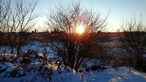 Sun shining through trees