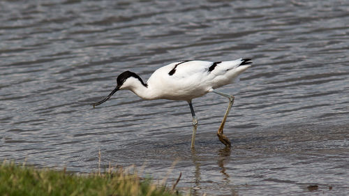 Side view of a bird in water