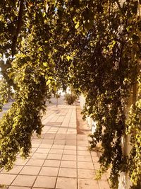 Footpath amidst trees in park