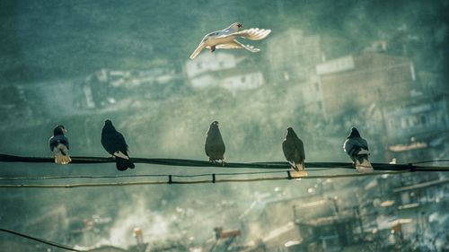 Low angle view of seagulls perching on railing