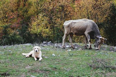 Two dogs standing on grass