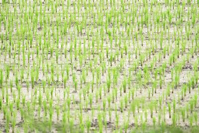 Full frame shot of bamboo on field