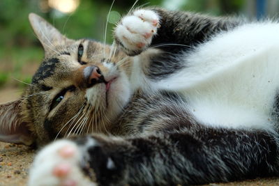 Close-up portrait of cat lying in field