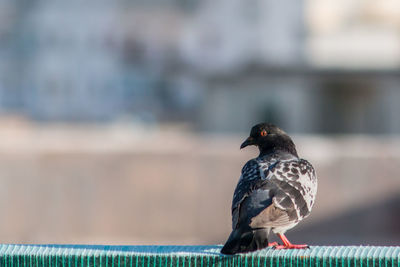 Close-up of bird perching on railing