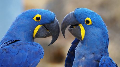 Close-up of two birds