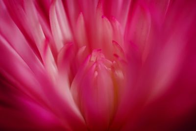 Full frame shot of pink flower