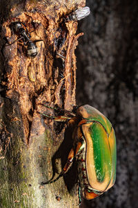 Close-up of insect on tree trunk