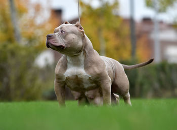 Close-up of a dog looking away on field