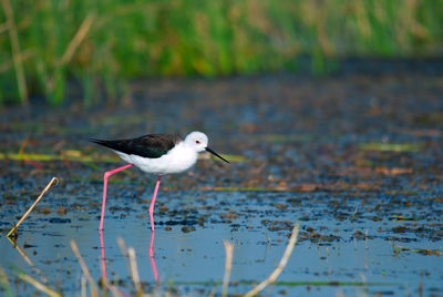 Bird perching on a lake