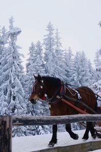 Horse on snow field against sky during winter