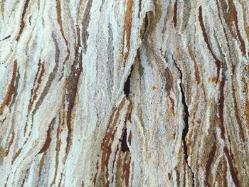 Full frame shot of bark