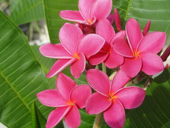 Close-up of pink flowers blooming outdoors