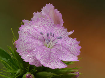 Close-up of pink rose flower