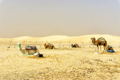 View of sheep on sand