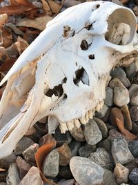 Close-up of animal skull