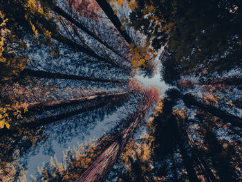 Low angle view of trees in forest