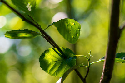 Close-up of fresh green leaves