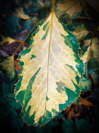 Close-up of autumnal leaves