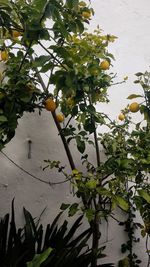 Low angle view of fruits growing on tree