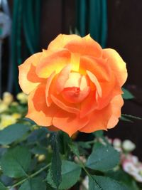 Close-up of flower blooming outdoors