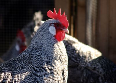 Close-up of rooster