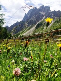 Close-up of wildflowers blooming on field against sky