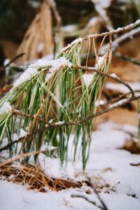 Close-up of snow covered plants on field