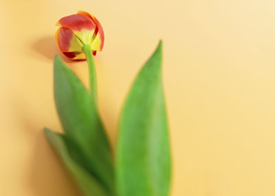 Close-up of plant against white background