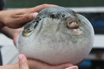 Close-up of person holding hand